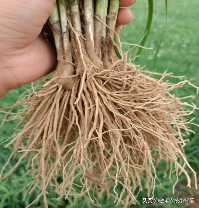 韭菜用种子播种和挖根移栽，哪种种植方法好？二者分别怎么种植？