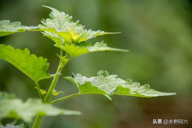 藿香种植方法，你知道多少，不妨看看怎么种植的