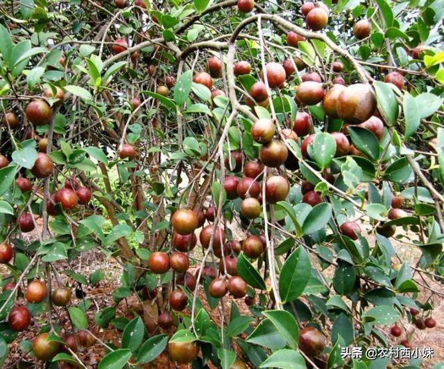 茶油树种植技术