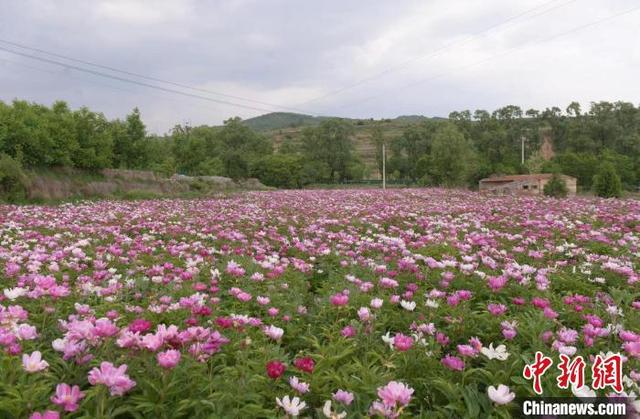 山西上党药材种植延伸“赏食”链条 芍药开出“致富花”