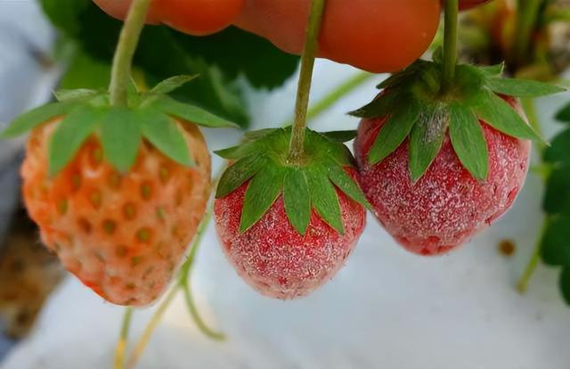 冬季草莓种植要注意这几点