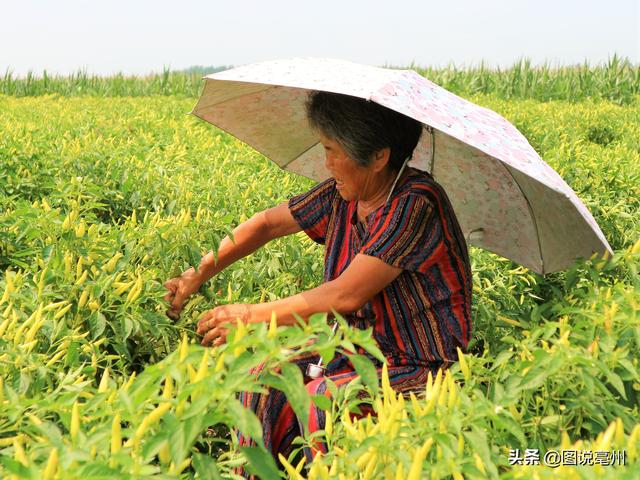 农民种植一种辣椒，5亩净赚30000元，不敢雇人干活，原因在哪里？