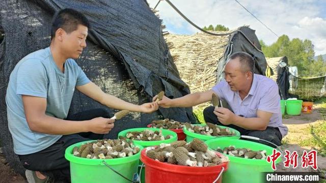 “留守村”走出新农人：羊肚菌撑开高原硒都“致富伞”