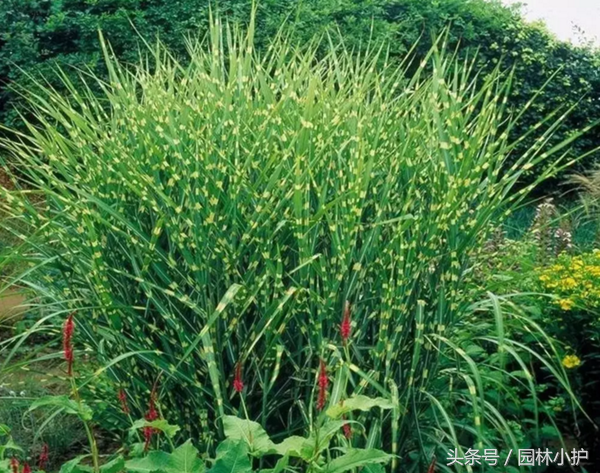 芒草之中国芒8大品种