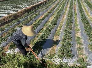 种植草莓政府有补贴吗(云南永仁：草莓变身“致富果”)