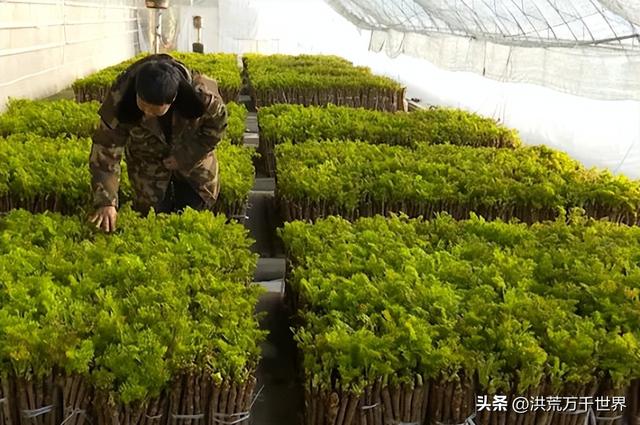 刺老芽种植栽培技术