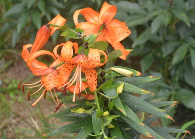 百合花生了一身“小瘤子”，这可是好东西，九月份埋土里就能发芽