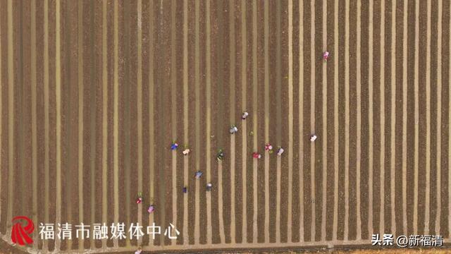 3000亩“菜园子”！福清的大户人家→东阁华侨农场的蔬菜基地