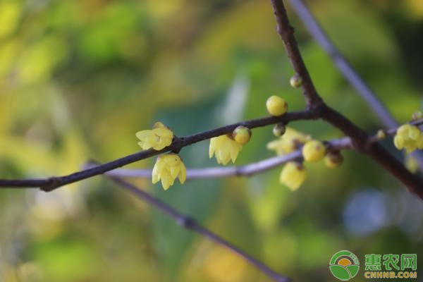 腊梅花如何挑选种子？腊梅种植需注意什么？