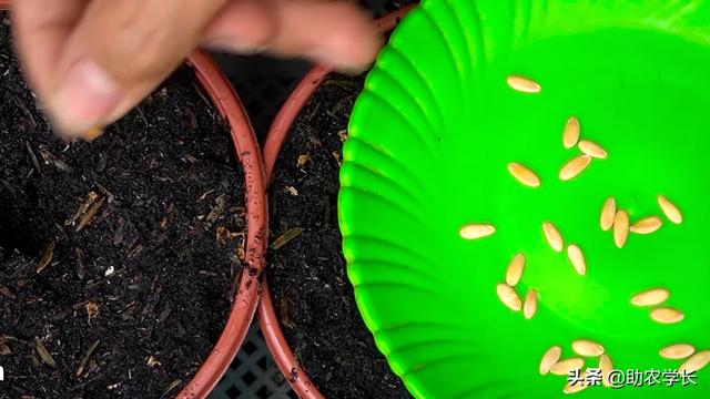 教你在阳台上种植香瓜，方法简单灵活，几个水桶就能种出果实