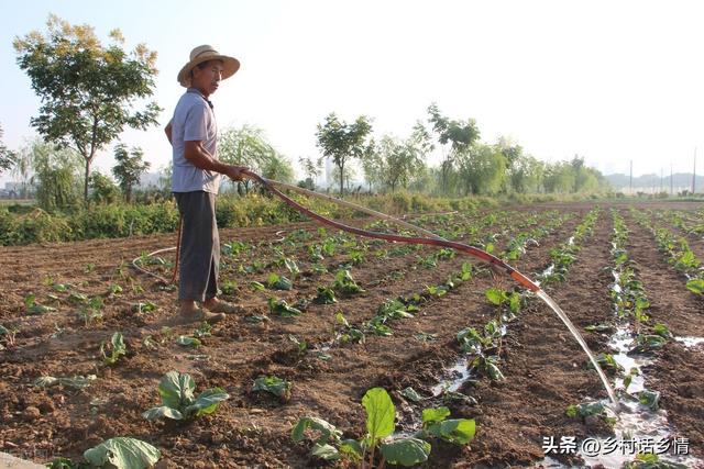 种植和移栽蔬菜，牢记：三做三不做，否则难出苗、难缓苗、难长好