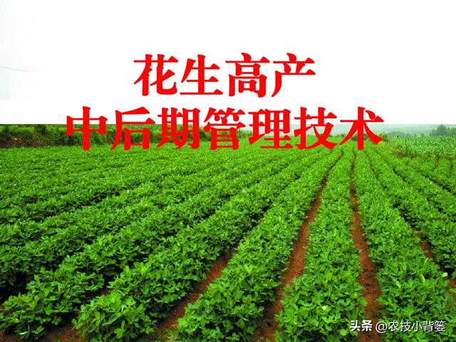 如何让花生实现增产增收？开花结荚期重点抓好4项田间管理