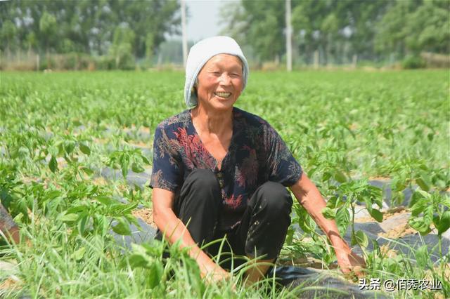 种植大户年赚100多万，勇于聘请固定员工，农村老人成主力军