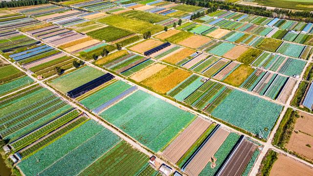 航拍蔬菜种植基地 犹如一条条绿油油、黄澄澄的格栅