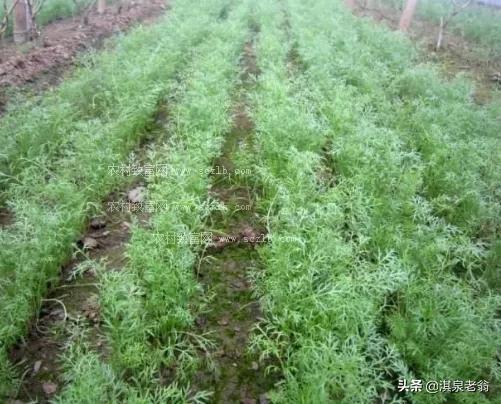 茴香种植时间及需要掌握地技术要点