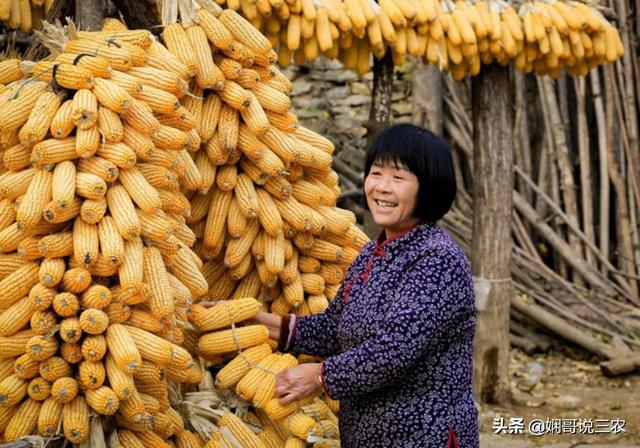 解析玉米种植的地形需求，掌握地膜栽培技巧，才能提高产量