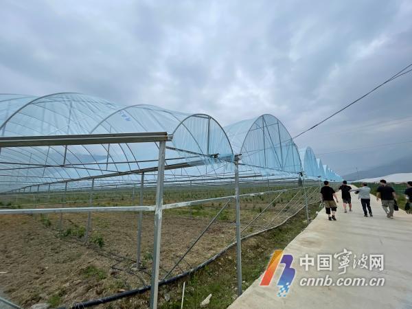 可助千人就业！宁波人在西昌建起阳光玫瑰种植基地