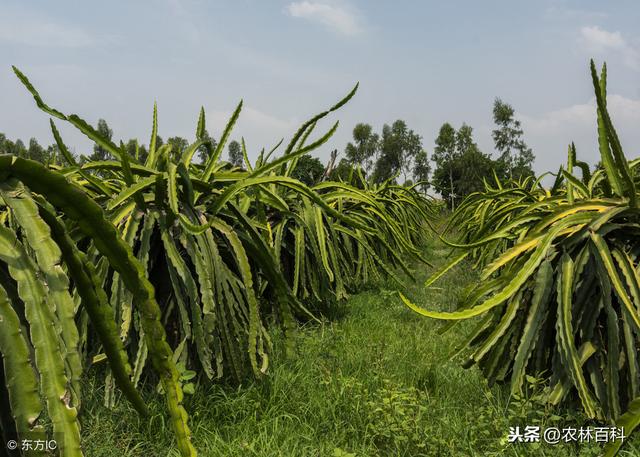 火龙果新品种介绍—黄龙果！深度分析值不值得种植