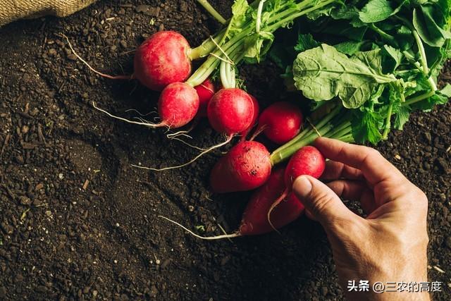 如何种植好越冬樱桃萝卜？把握好这5点，可以少走弯路