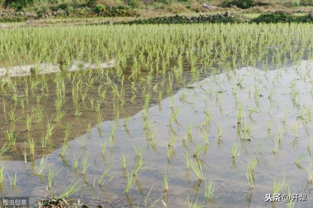 香瓜、玉米、水稻种植问题，养殖小妙招，农村法规小常识都在这里