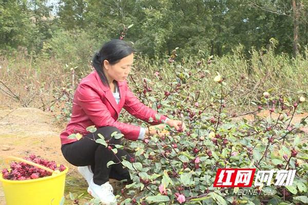 江华桥市乡：引进种植洛神花 产量高效益好