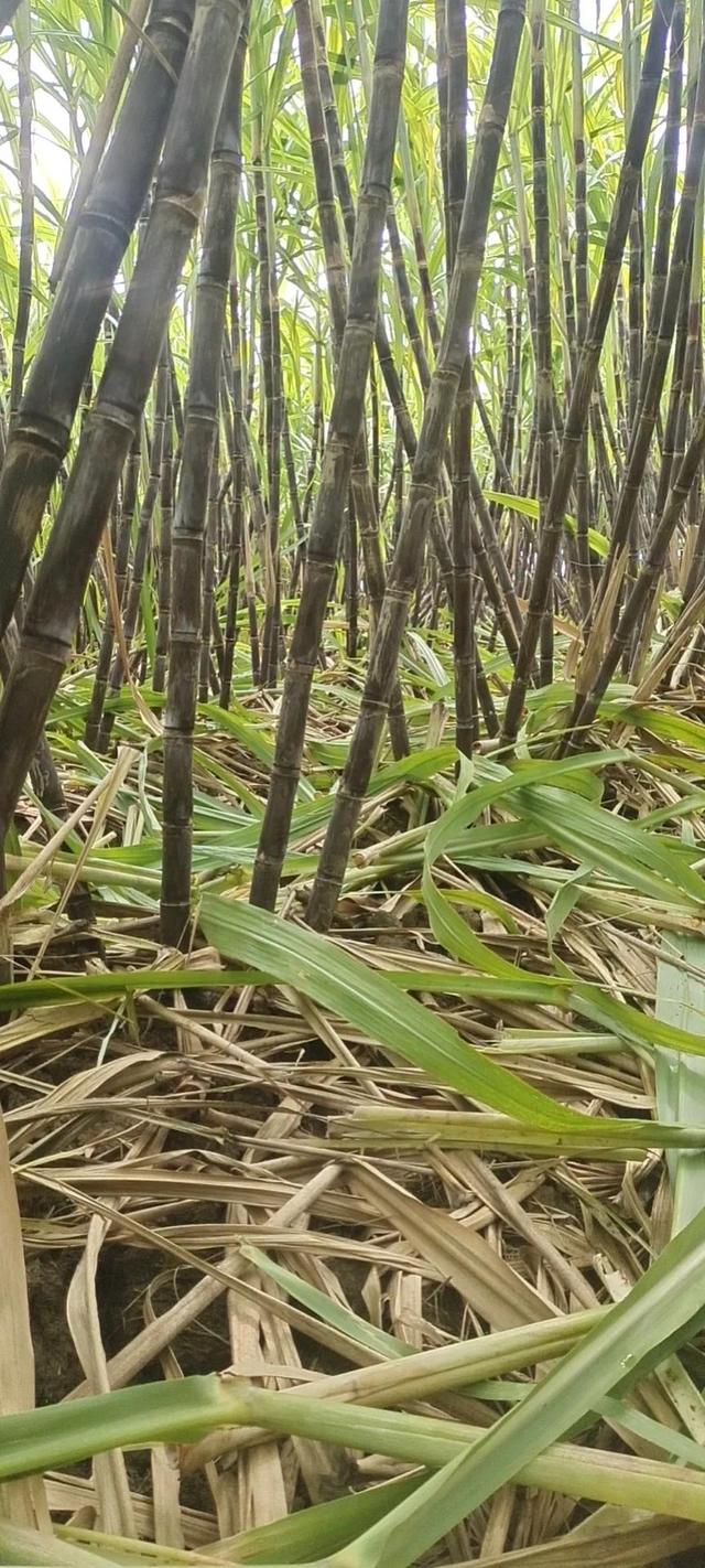 甘蔗种植方法和时间