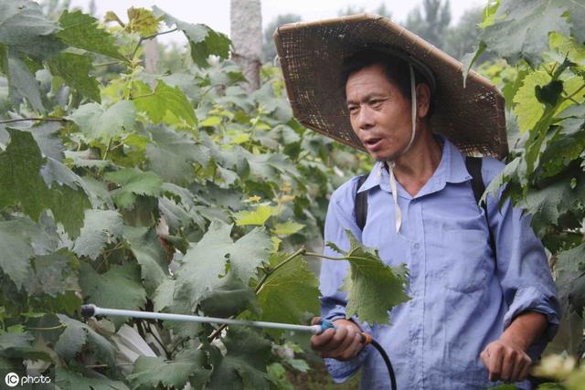 西葫芦的病害大全以及防治要素，种植户多注意