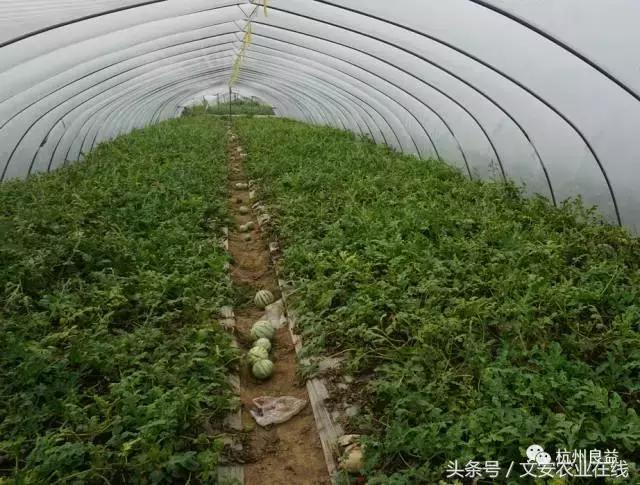 西瓜全程种植技术方案