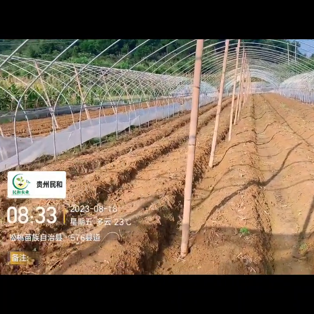 草莓种植，技术深奥；视频太短不能讲的面面俱到，可流言交流