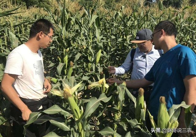 解析玉米种植的地形需求，掌握地膜栽培技巧，才能提高产量