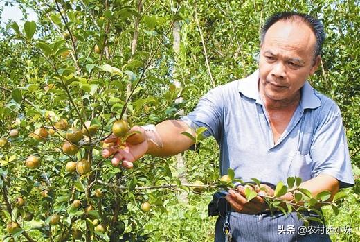 茶油树种植技术