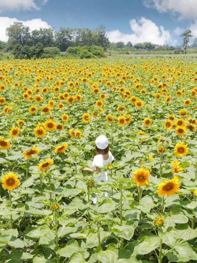 向日葵花海已进入盛花期，免费打卡！周边爬山徒步、大运公园观海