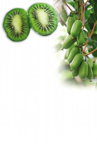 软枣猕猴桃“定档”大连特色水果上市时间表
