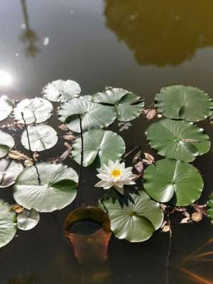 睡莲花种植(要想睡莲养得好，六大注意事项少不了)