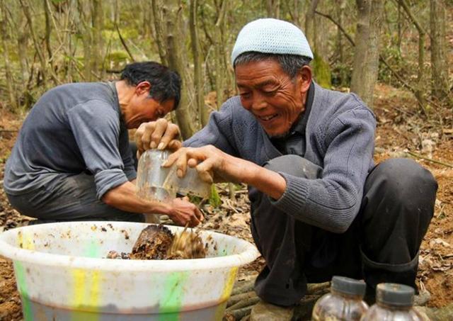 农村这种野生植物，有很好的保健作用，如今已很难见到，你认识吗