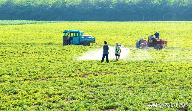 如何让花生实现增产增收？开花结荚期重点抓好4项田间管理