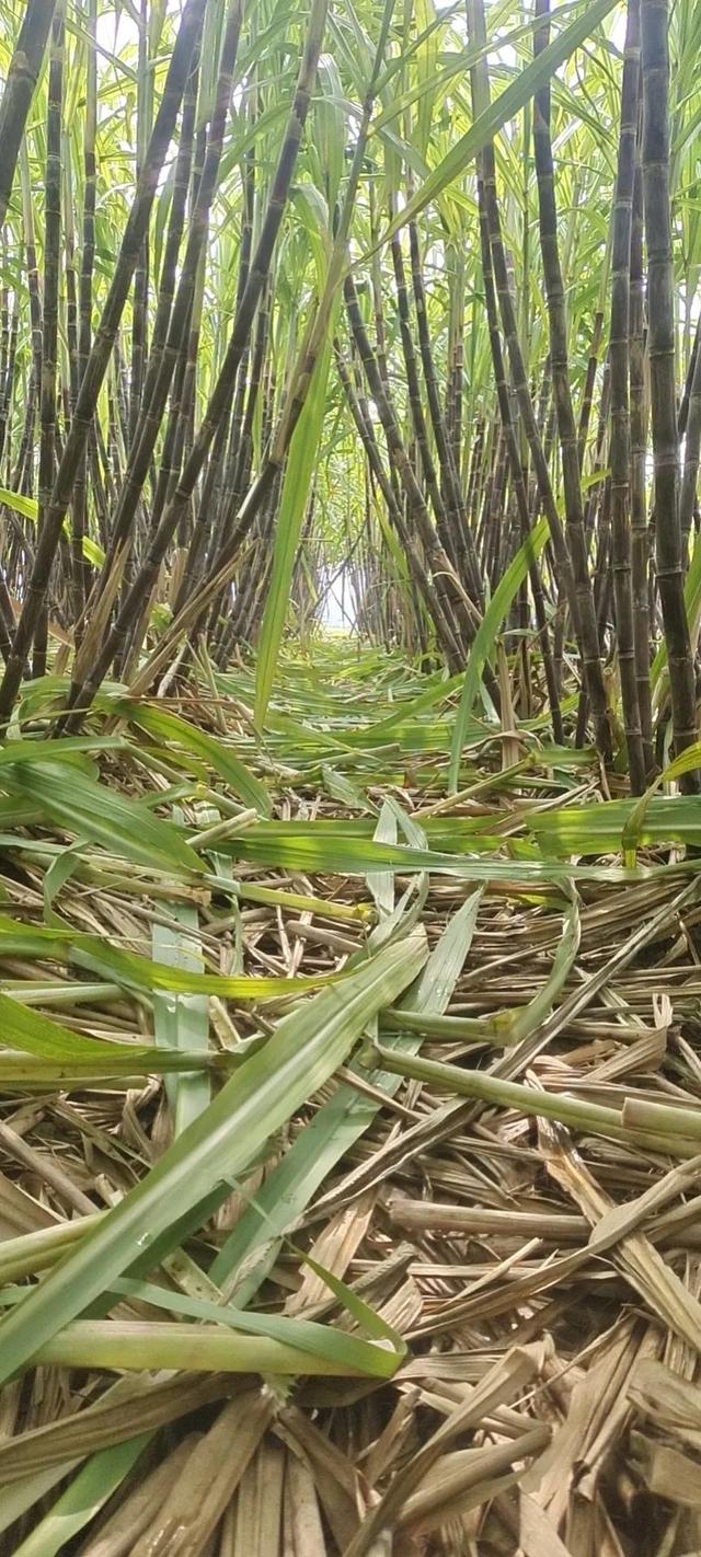 甘蔗种植方法和时间