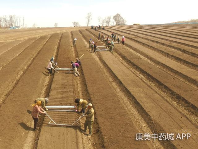 涨见识！探访人工种植人参的过程，繁琐且费时