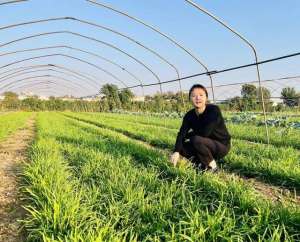 韭黄的种植用水泥套(济南新农人重现三百年“西郊盖韭”老口味)