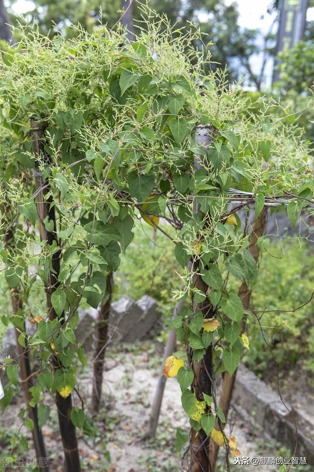 养生乌发良药，可以半野生种植，管理成本低，每亩可赚6000块