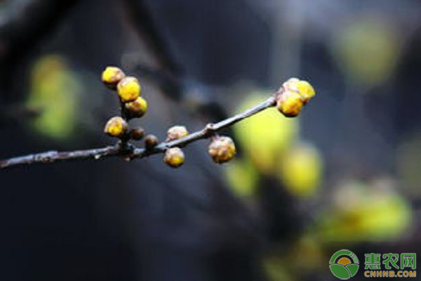 腊梅花如何挑选种子？腊梅种植需注意什么？