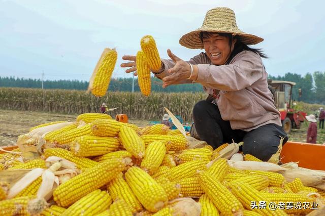 玉米市场有大“麻烦”，但却是好事，2023年9月25日玉米价格行情