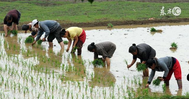 水稻为什么要种在田里，在田里种水稻多不方便，能不能在土里栽种？