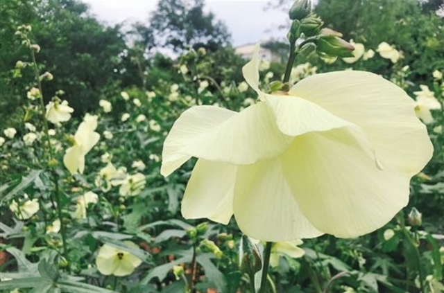 金花葵花大又香，非常美丽，快来看看怎么栽培的