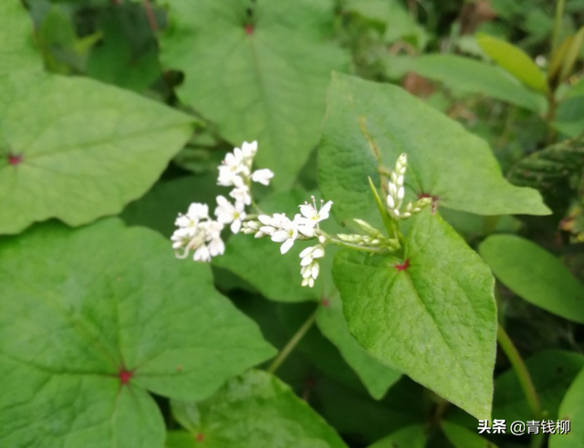 金荞麦的市场前景和栽培技术探讨