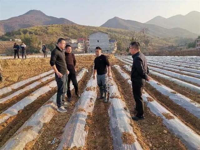 蔬菜基地种出幸福生活，金融活水助力乡村振兴