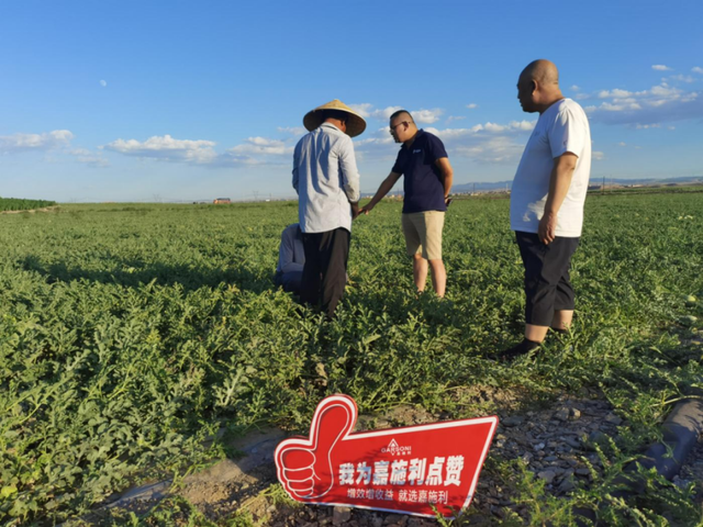 你看这瓜又大又甜！“硒砂金瓜”提质高产，种植户心比瓜甜