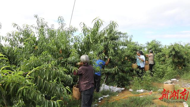 道县：美味不打烊 鲜桃俏金秋