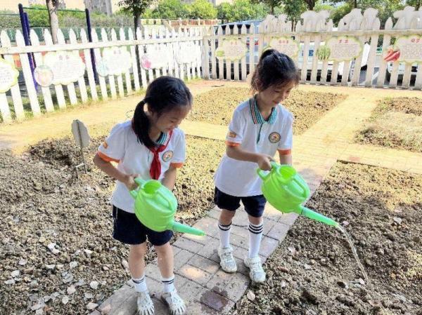 秋播秋收，“植”得期待——合肥市习友小学开展小菜园种植活动