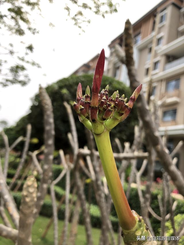 海南特色植物之鸡蛋花